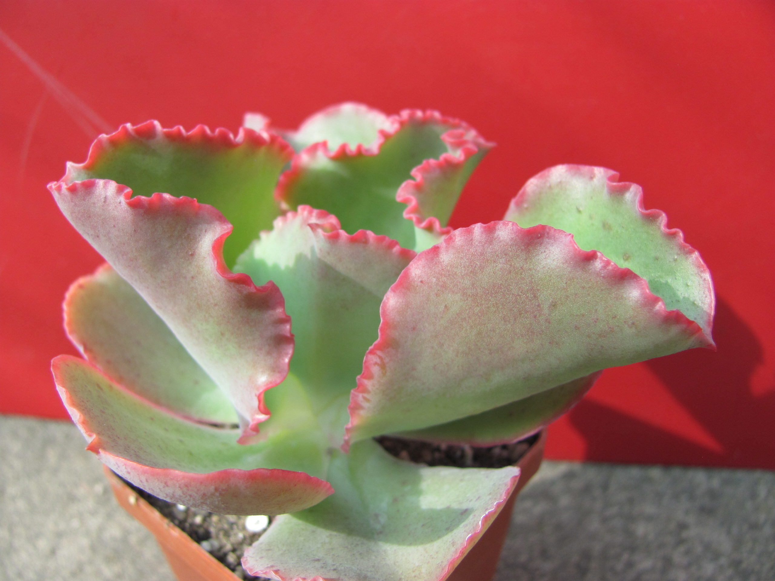 Echeveria  Dick Pink