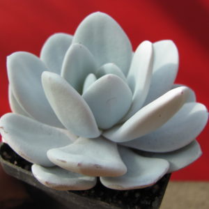 Echeveria   laui