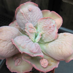 Echeveria Linguas