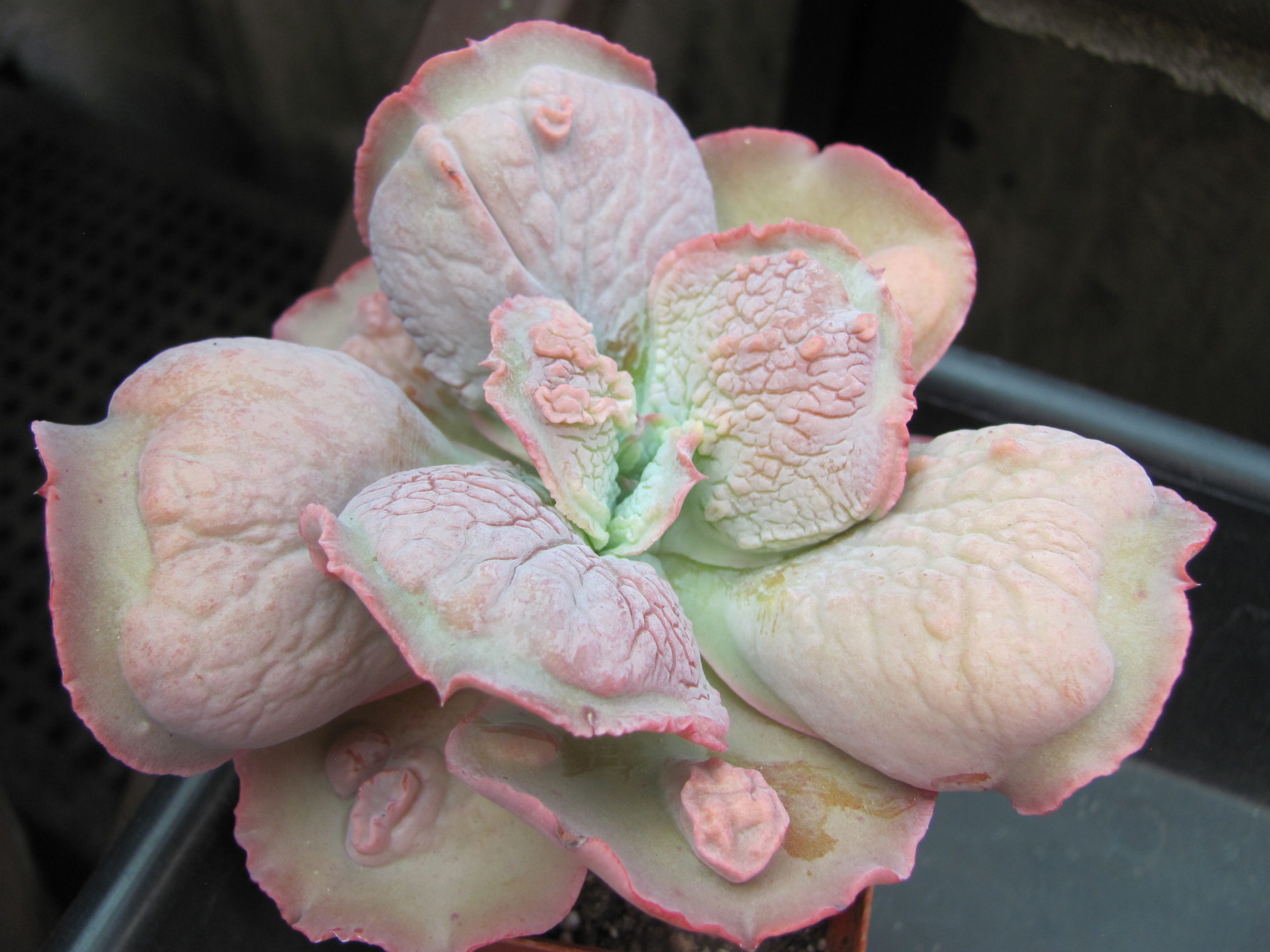 Echeveria Linguas