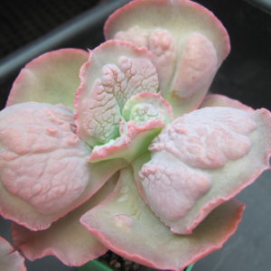 Echeveria Linguas