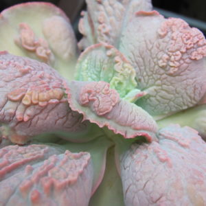 Echeveria Linguas