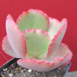 Echeveria Crinoline