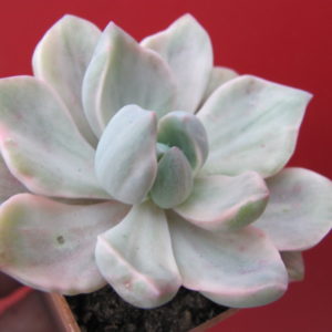 Echeveria    Mrs.  Richards  variegata