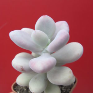 Pachyphytum Pink