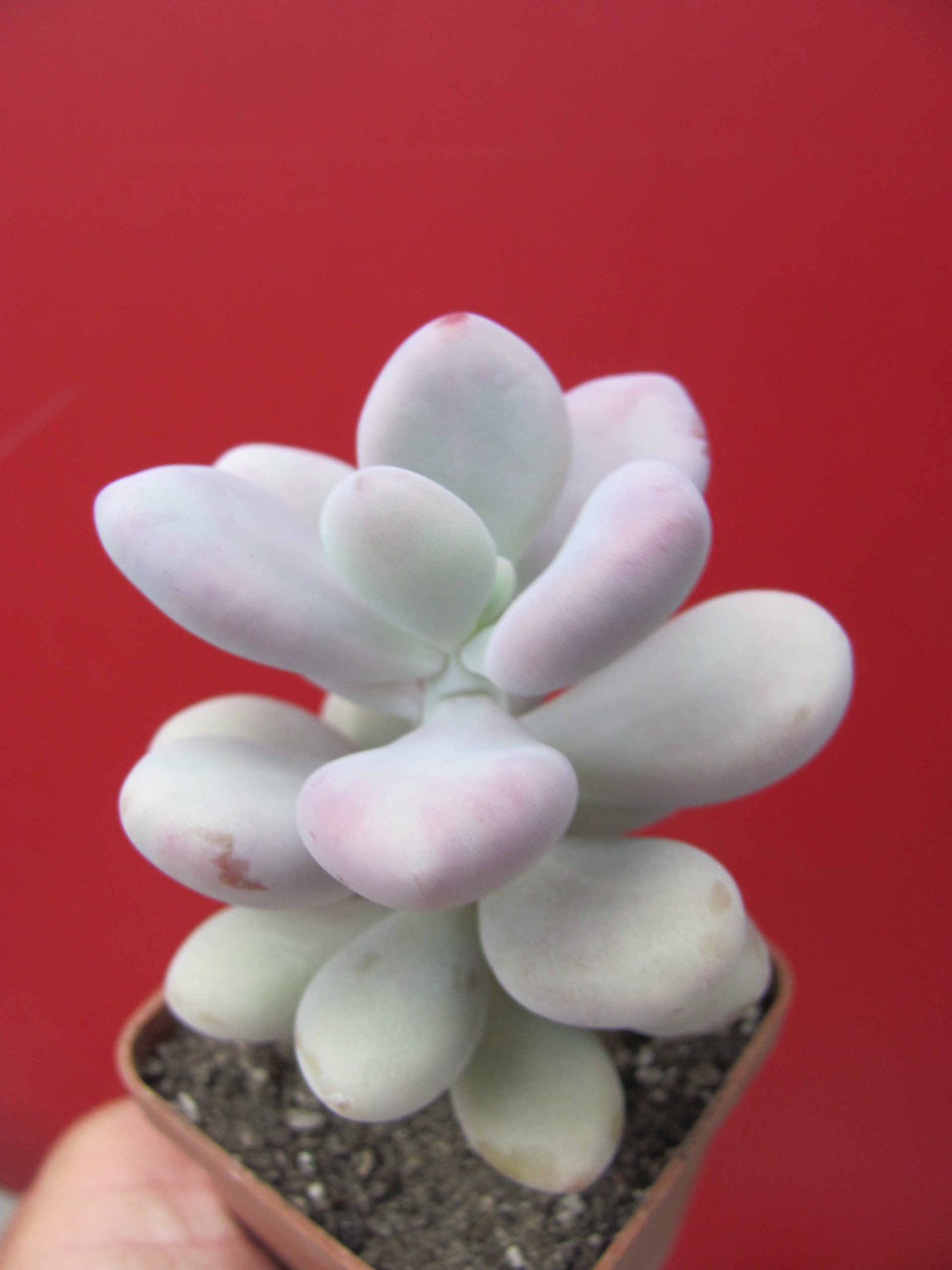 Pachyphytum Pink