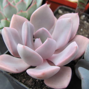 Echeveria  Debbie