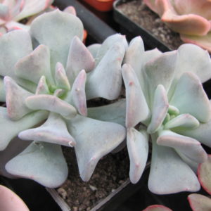 Echeveria Cubic Frost   2 разом