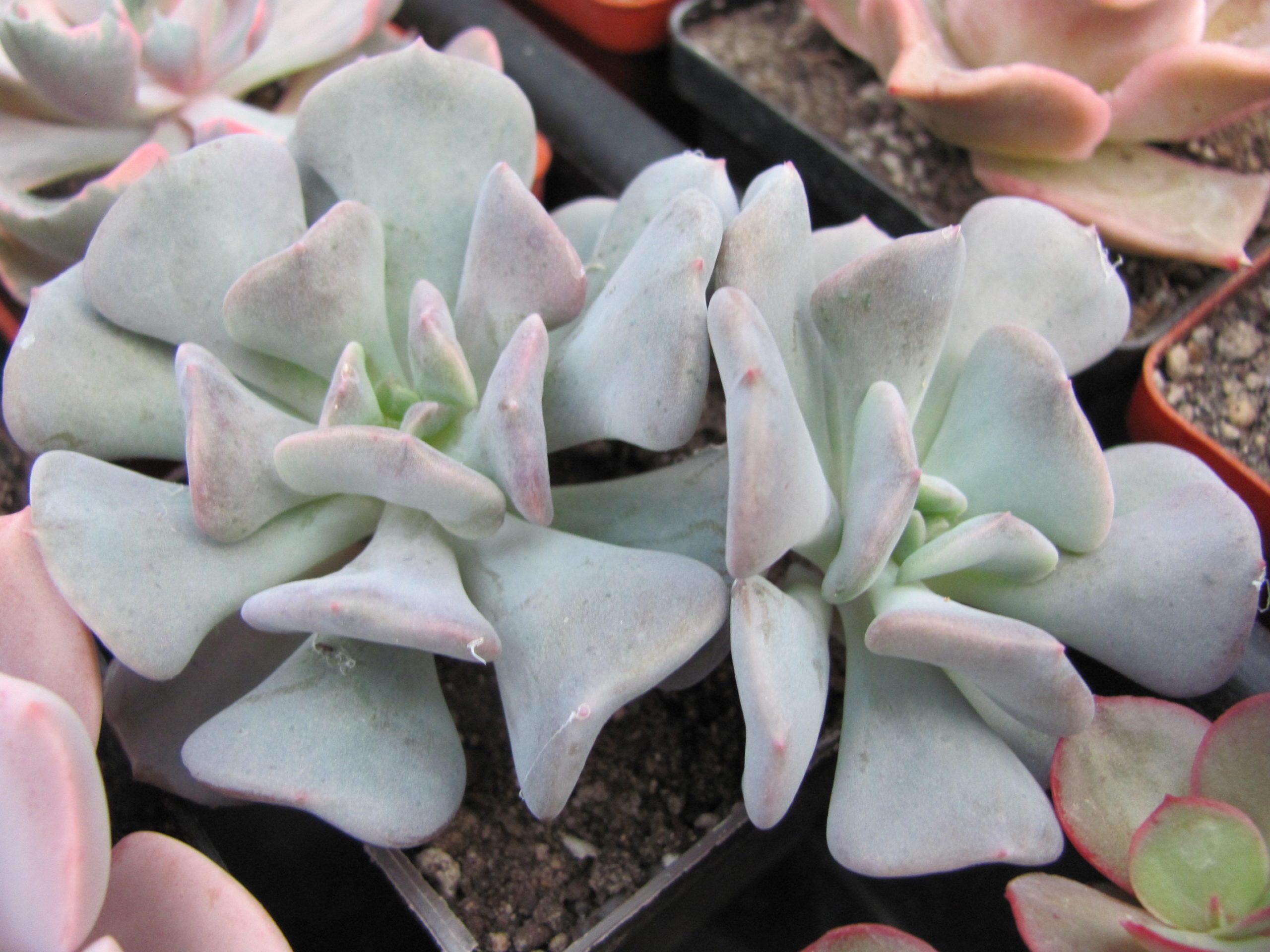 Echeveria Cubic Frost   2 разом