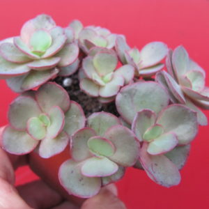 Echeveria   Suyon