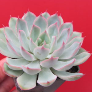 Echeveria Orion