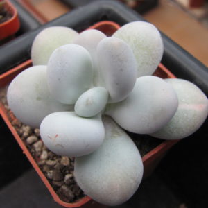 Pachyphytum oviferum