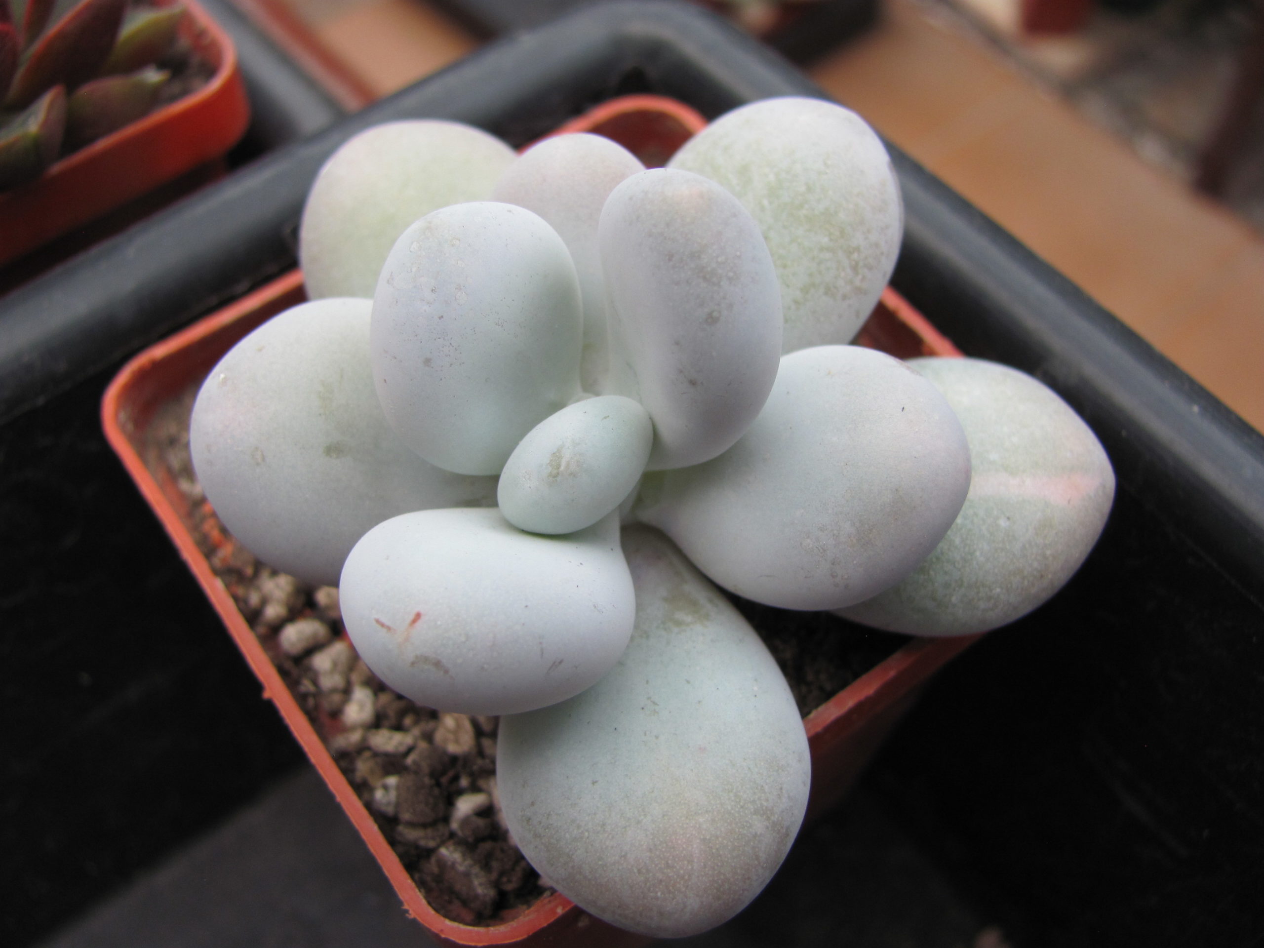 Pachyphytum oviferum