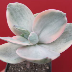 Echeveria Metallica Decora