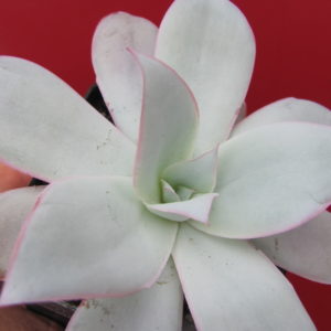 Echeveria Cante
