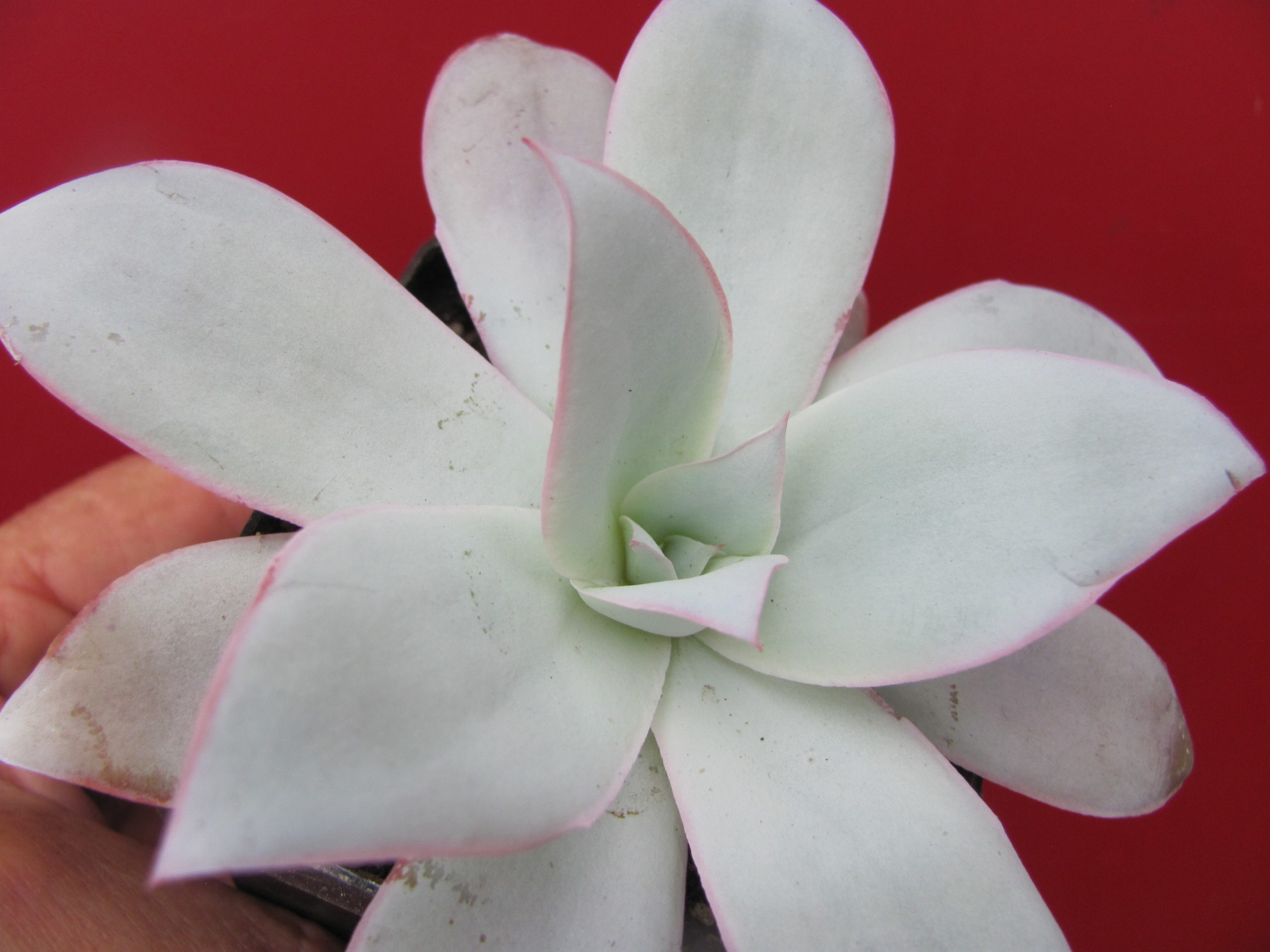 Echeveria Cante