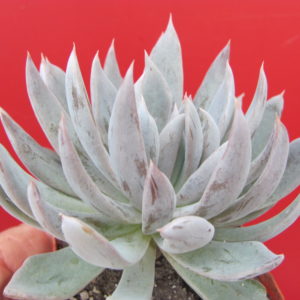 Echeveria  craigiana    Chihuahua
