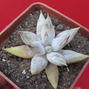 Echeveria tolimanensis