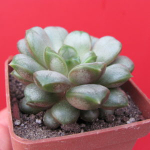 Echeveria  amethorum