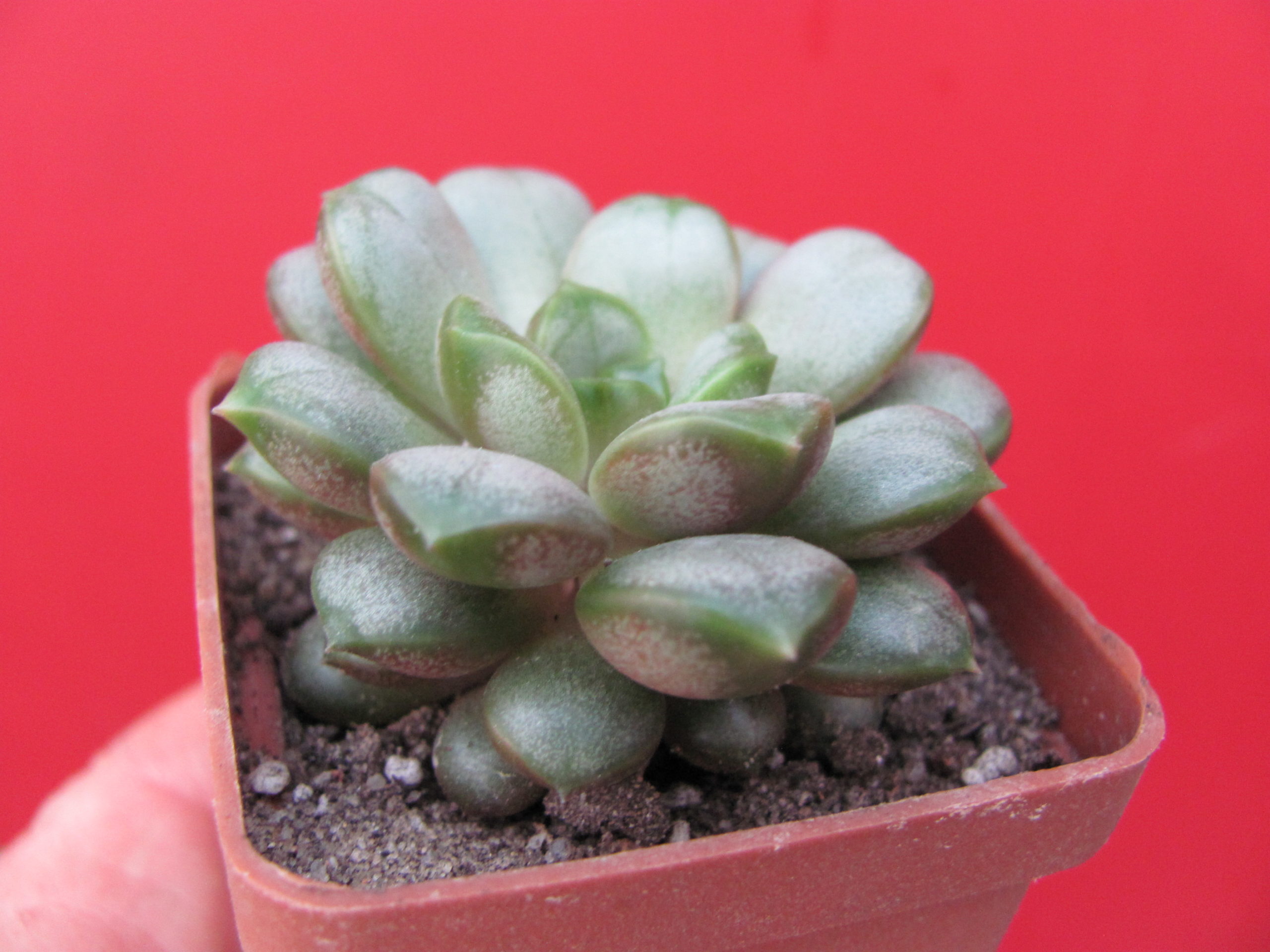 Echeveria  amethorum