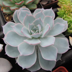 Echeveria subsessilis