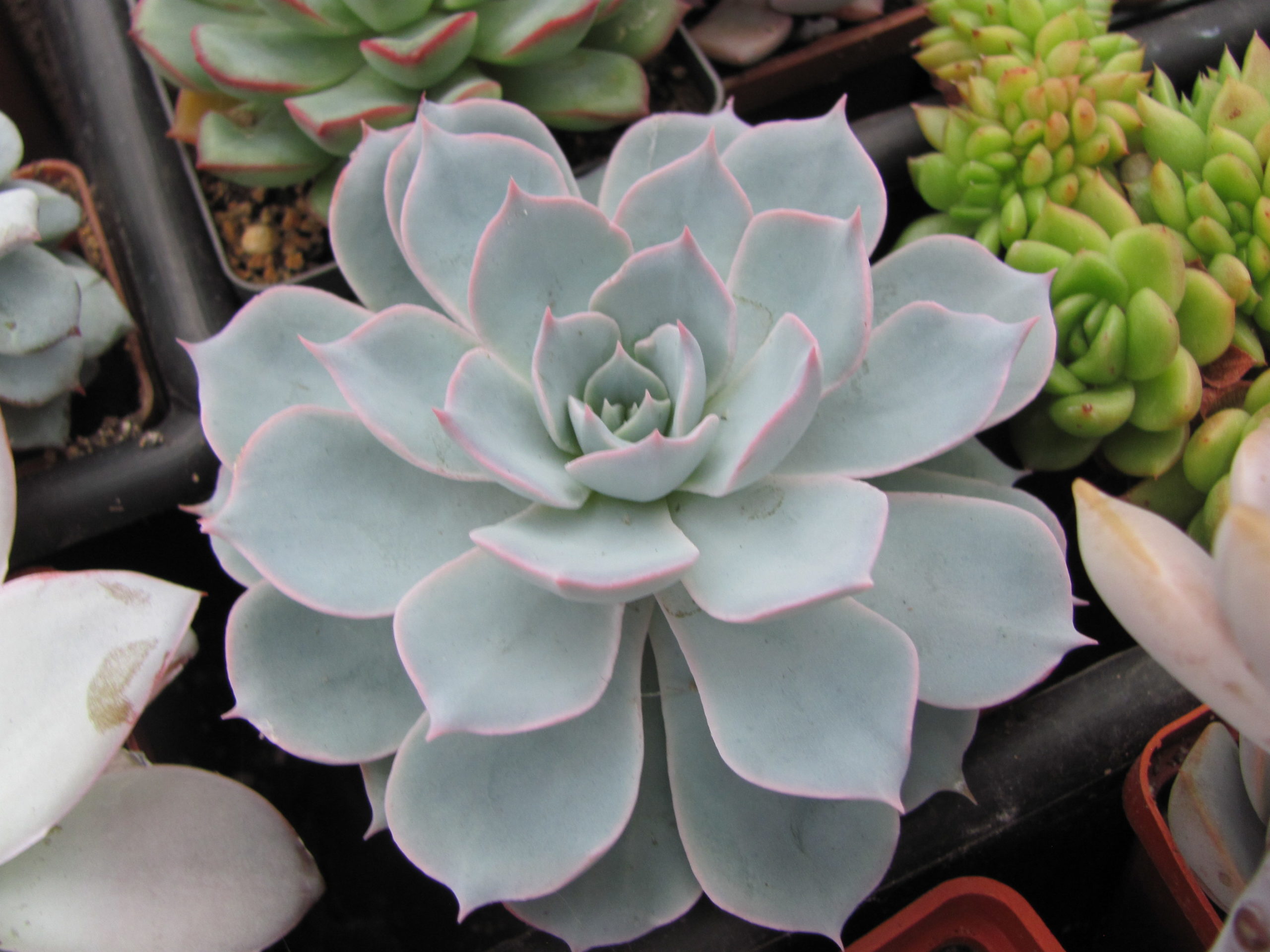 Echeveria subsessilis