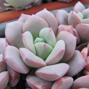 Echeveria  *Jelly Jem* Red