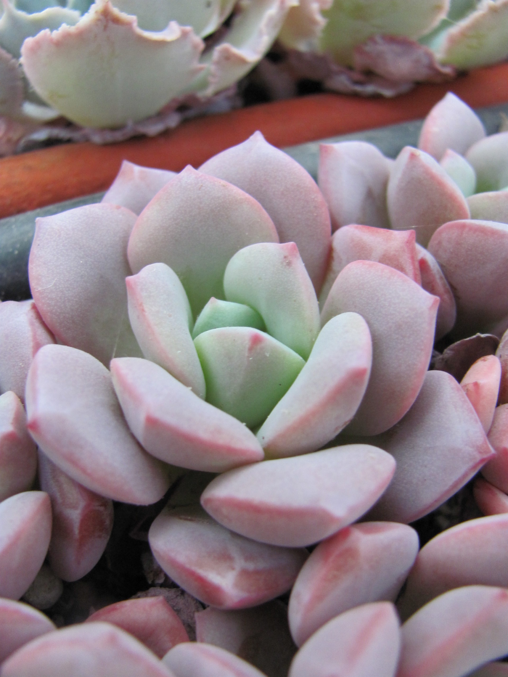 Echeveria  *Jelly Jem* Red