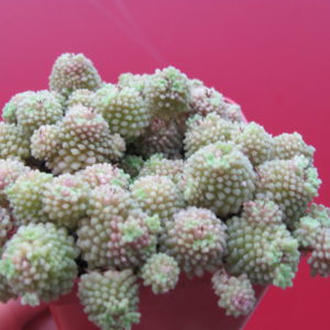 Monanthes   polyphylla