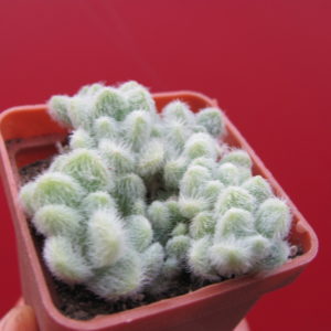 Sedum hintonii