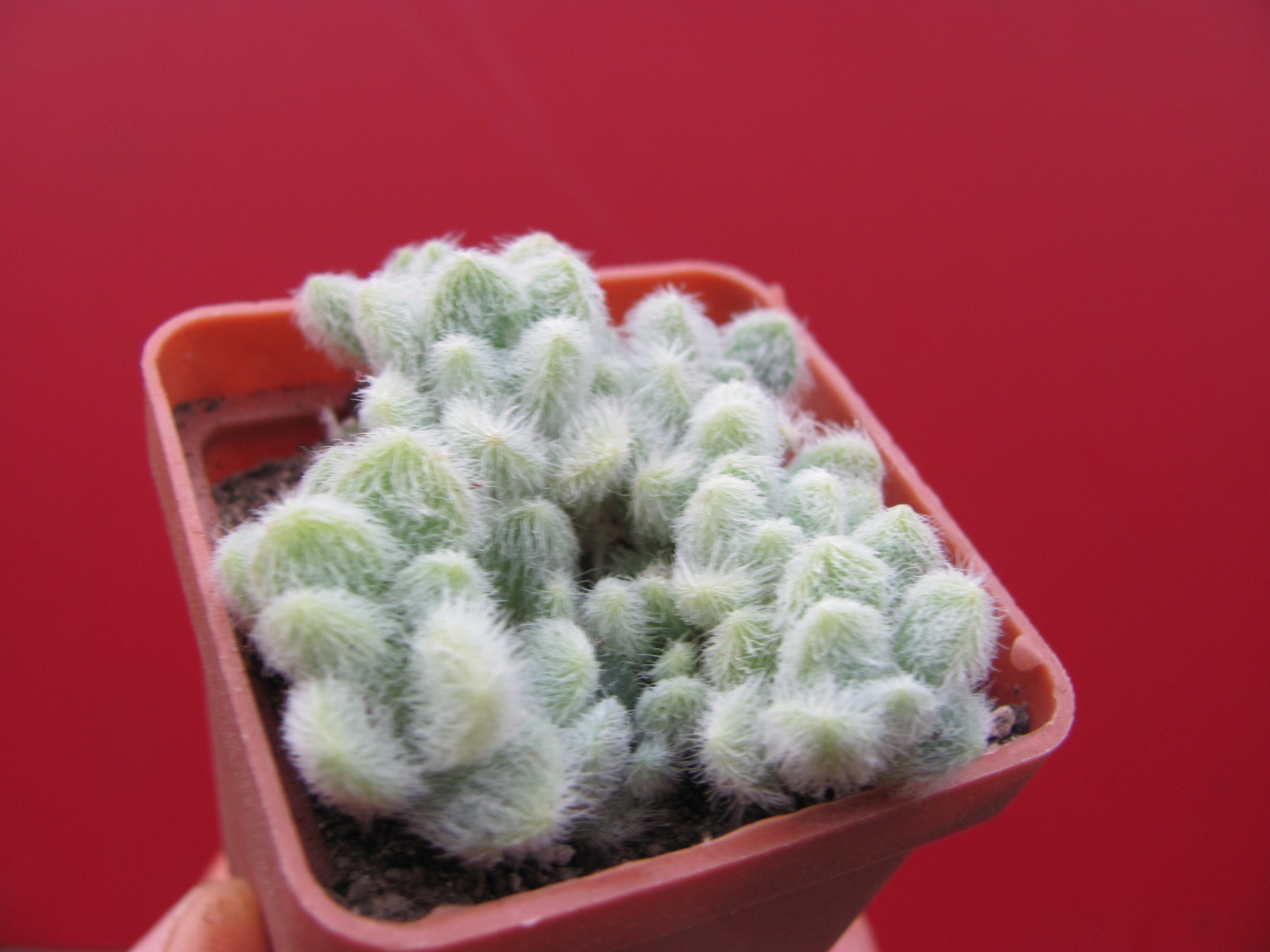 Sedum hintonii