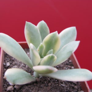 Echeveria   Minibelle  variegata