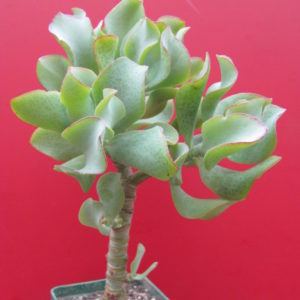 Crassula  Blue Bird