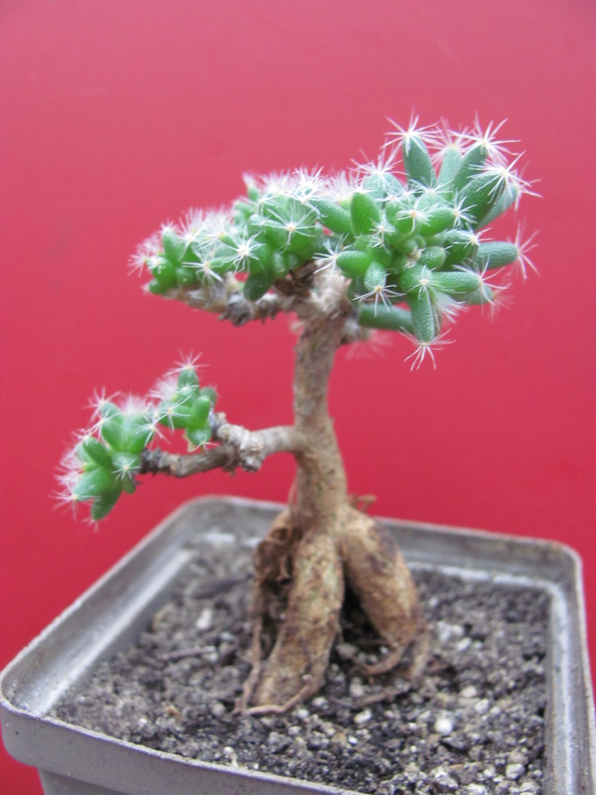 Trichodiadema   densum