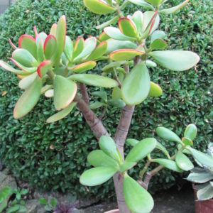 Crassula ovata