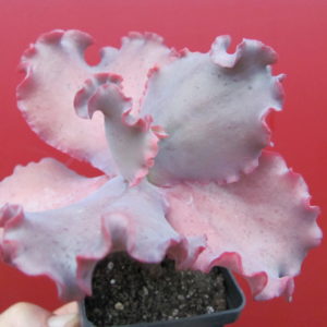 Echeveria Silveron Red