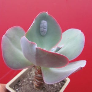 Echeveria  Etna