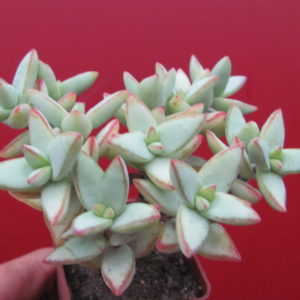 Crassula  perforata