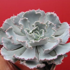 Echeveria   *Curly Pearl*