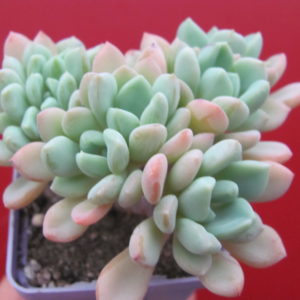 Echeveria    glauca cristata