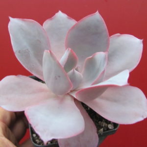 Echeveria  afterglow