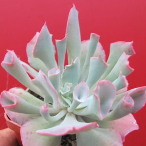 Echeveria Trumpet Pinky