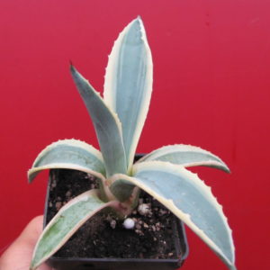 Agava sp.     (salmiana)