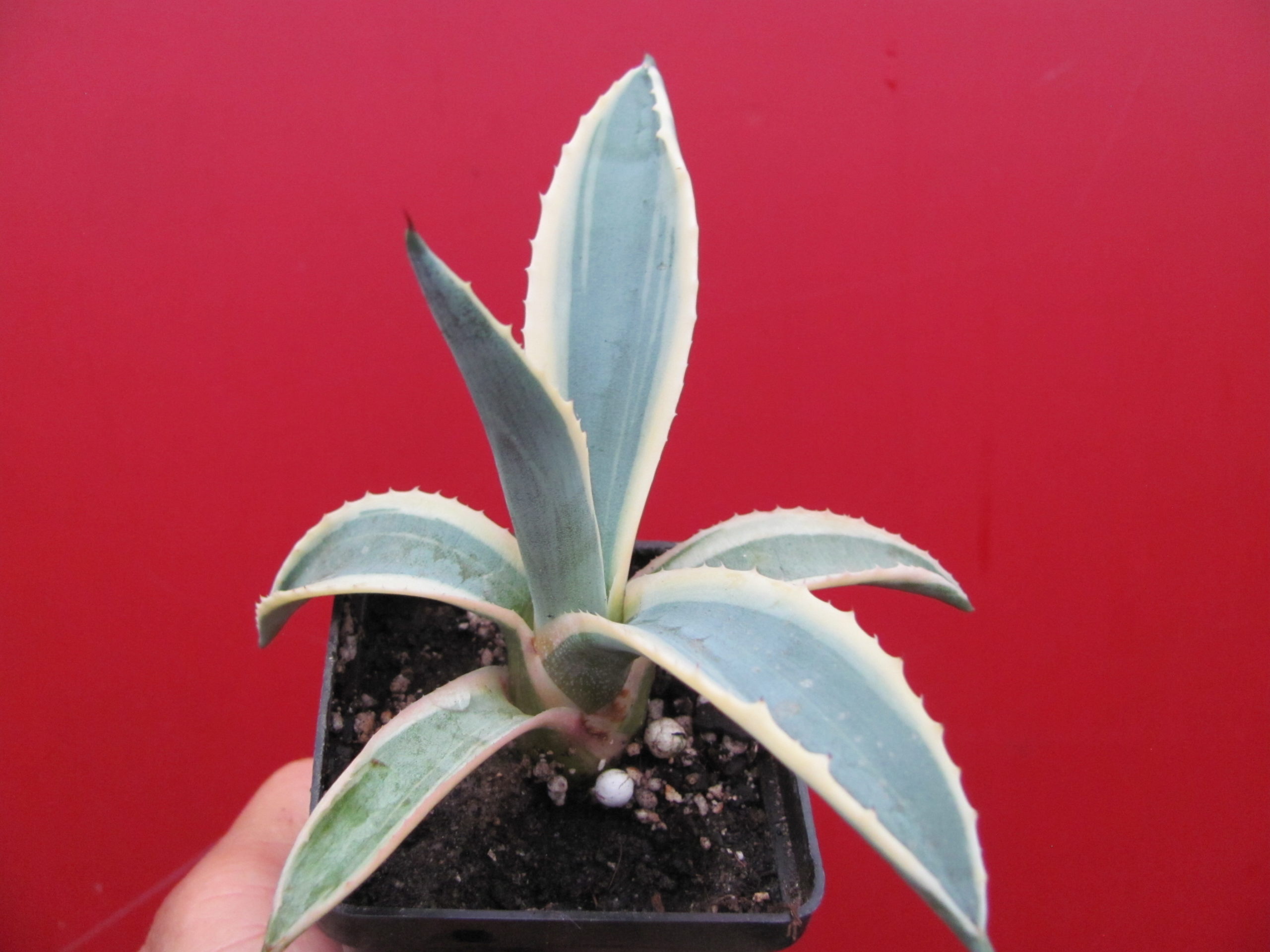 Agava sp. (salmiana)