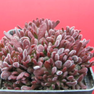 Crassula pubescens