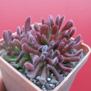 Crassula  pubescens