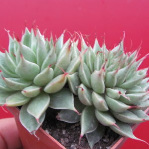 Graptopetalum   *Silver Star*