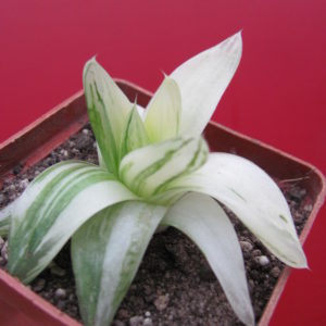 Haworthia  cymbiformis variegata