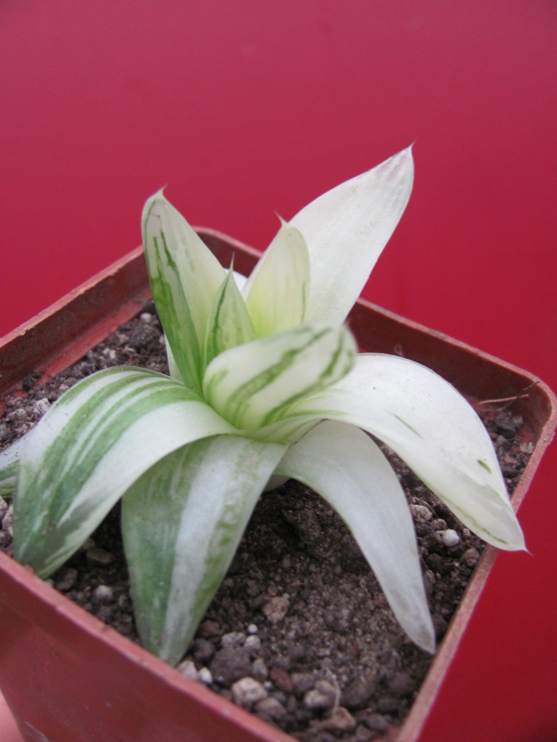 Haworthia  cymbiformis variegata