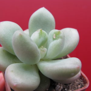 Echeveria Bill  Gates